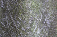 Bird Obsy fibreglass roof work